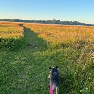 🐾Pet Friendly Closet🐾